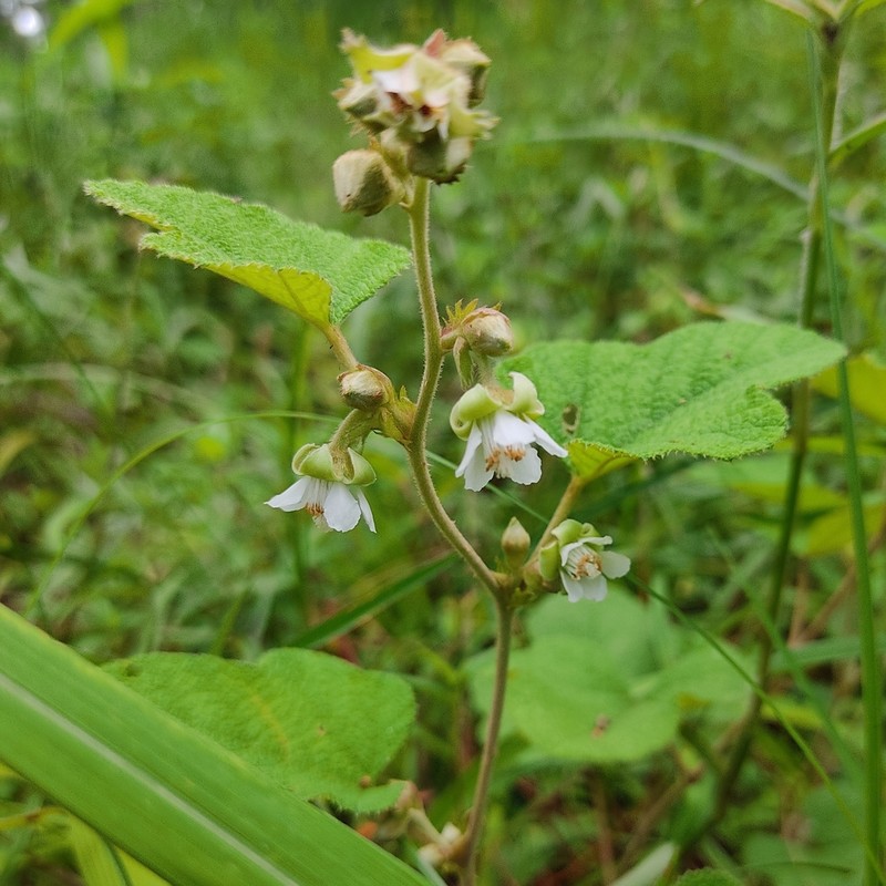 Rubus calycinoides photo 4