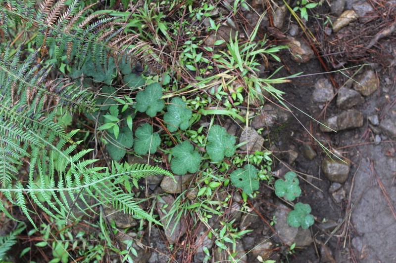Rubus calycinoides photo 5