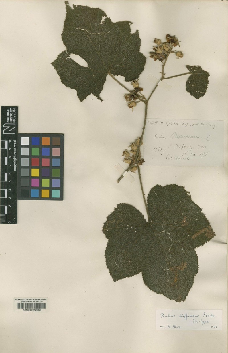Rubus calycinoides photo 6