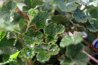Rubus calycinoides
