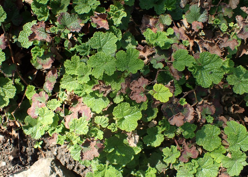 Rubus calycinoides photo 7