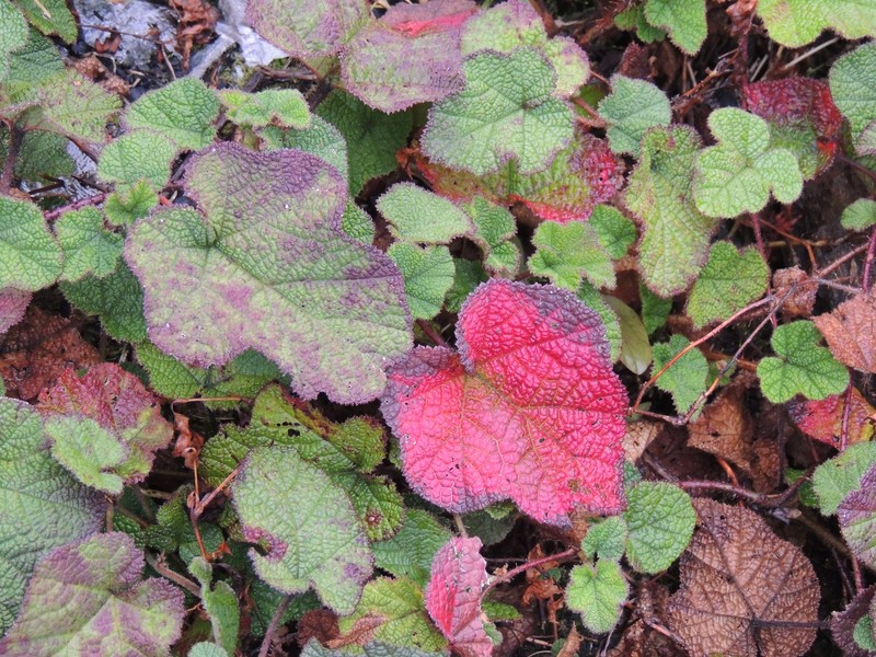 Rubus calycinus