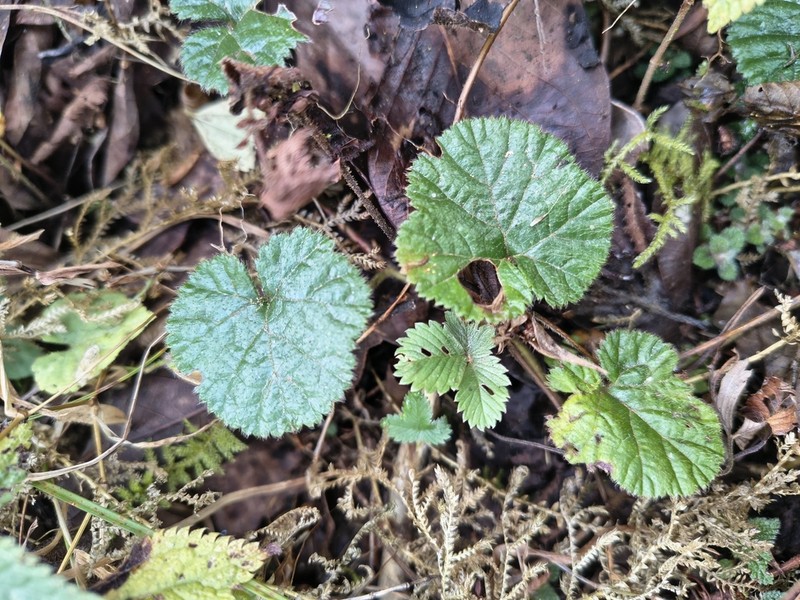 Rubus calycinus photo 2