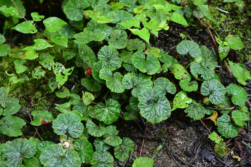 Rubus calycinus photo 3