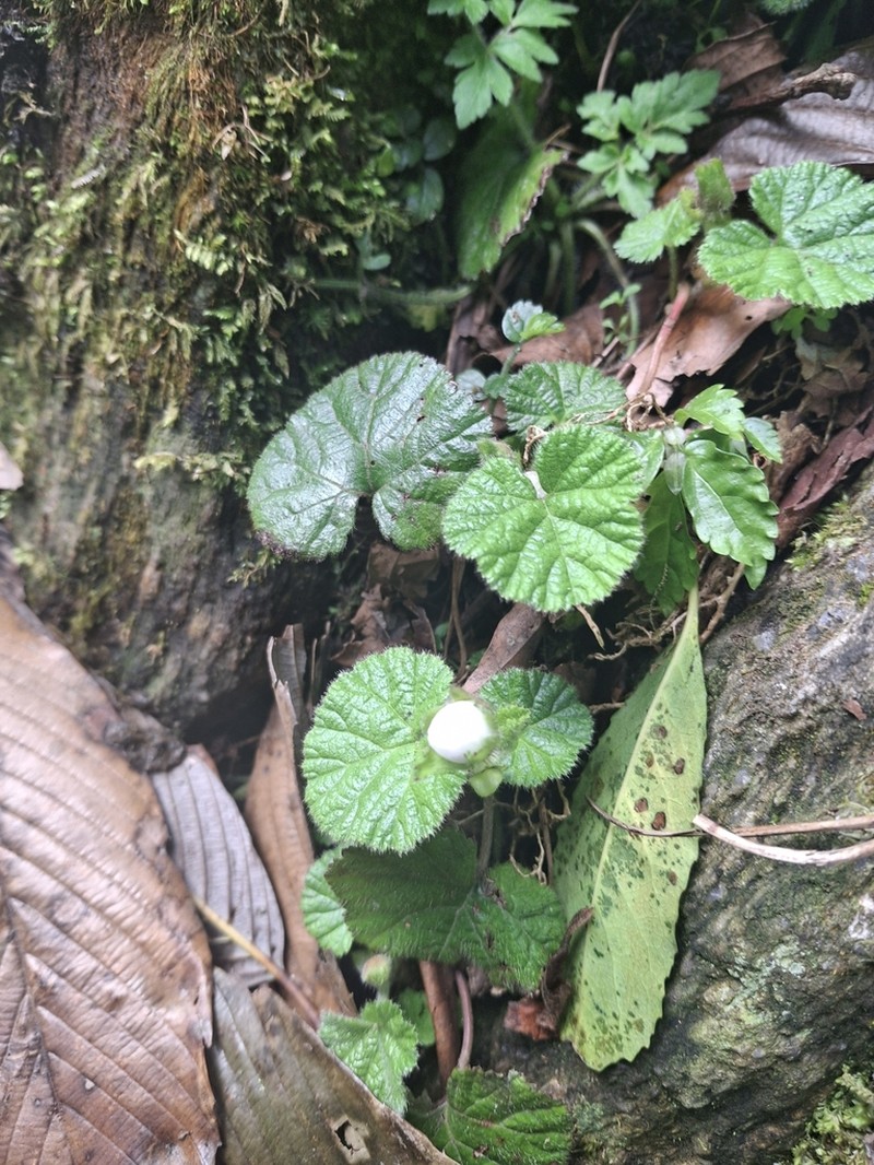 Rubus calycinus photo 4