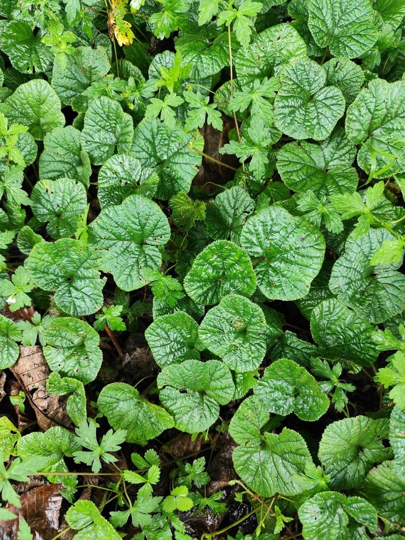 Rubus calycinus photo 5