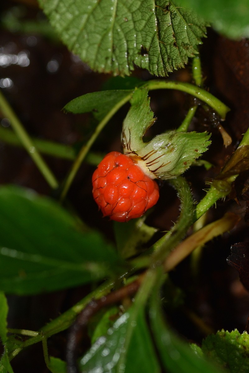 Rubus calycinus photo 6