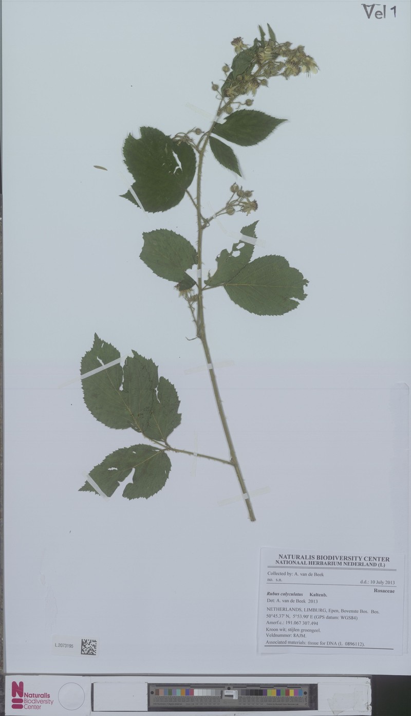 Rubus calyculatus