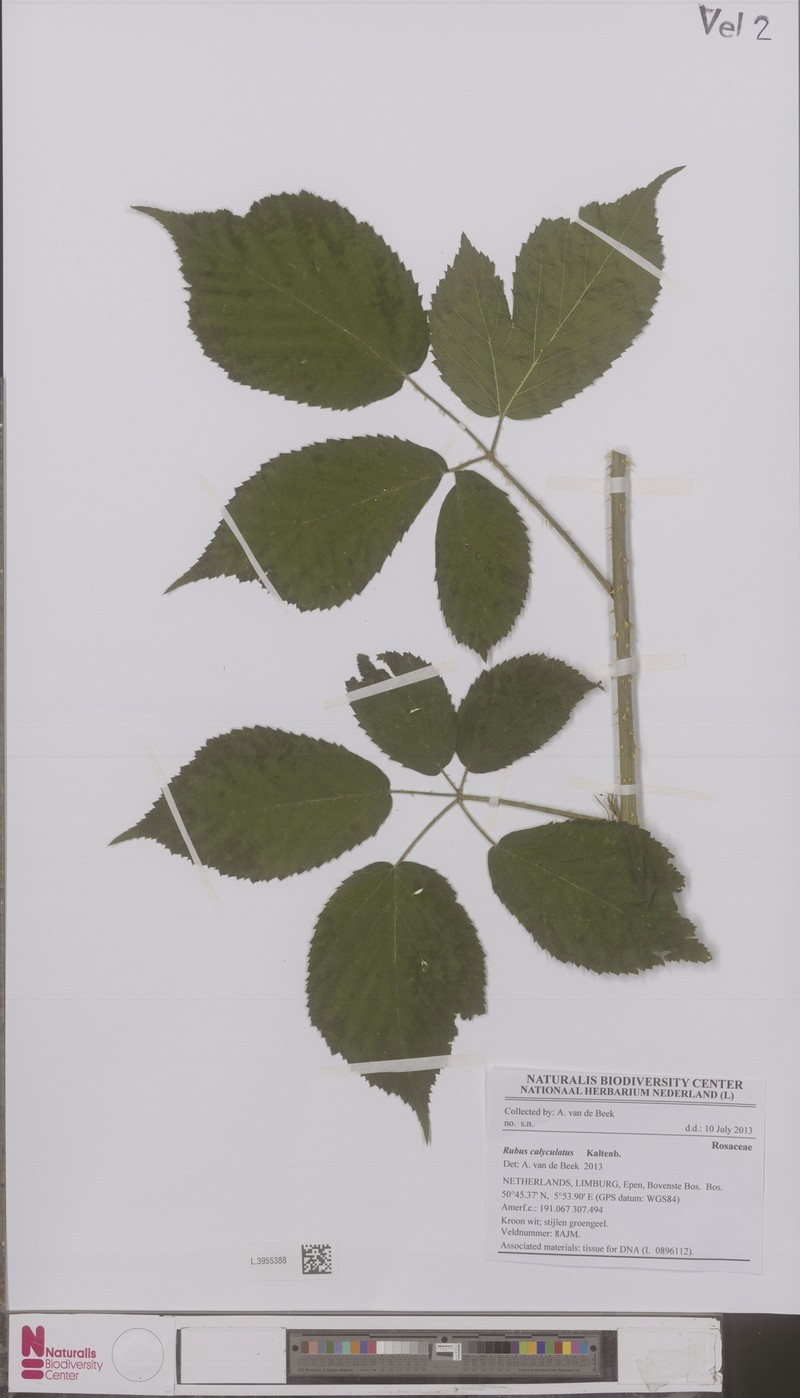 Rubus calyculatus photo 2