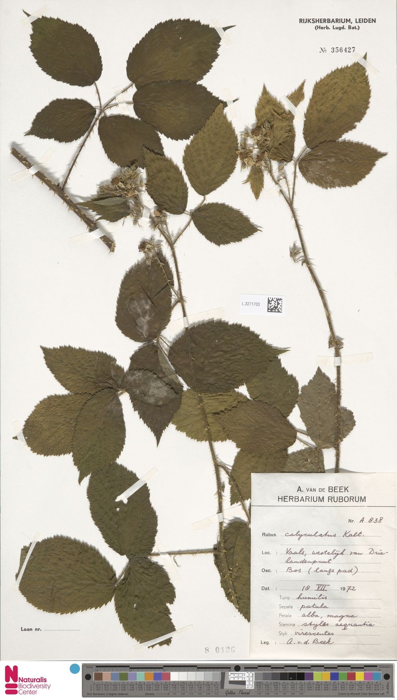 Rubus calyculatus photo 3