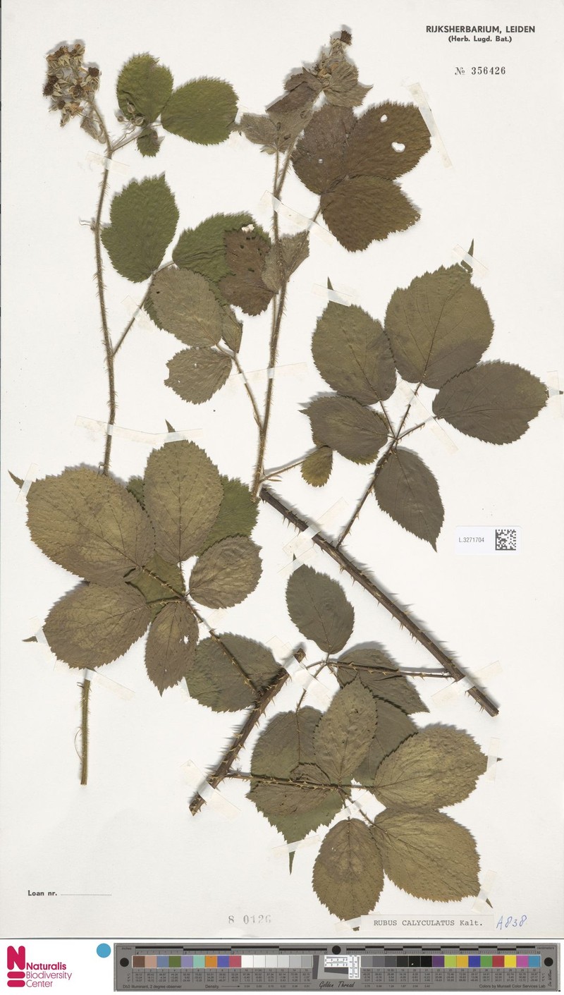 Rubus calyculatus photo 4