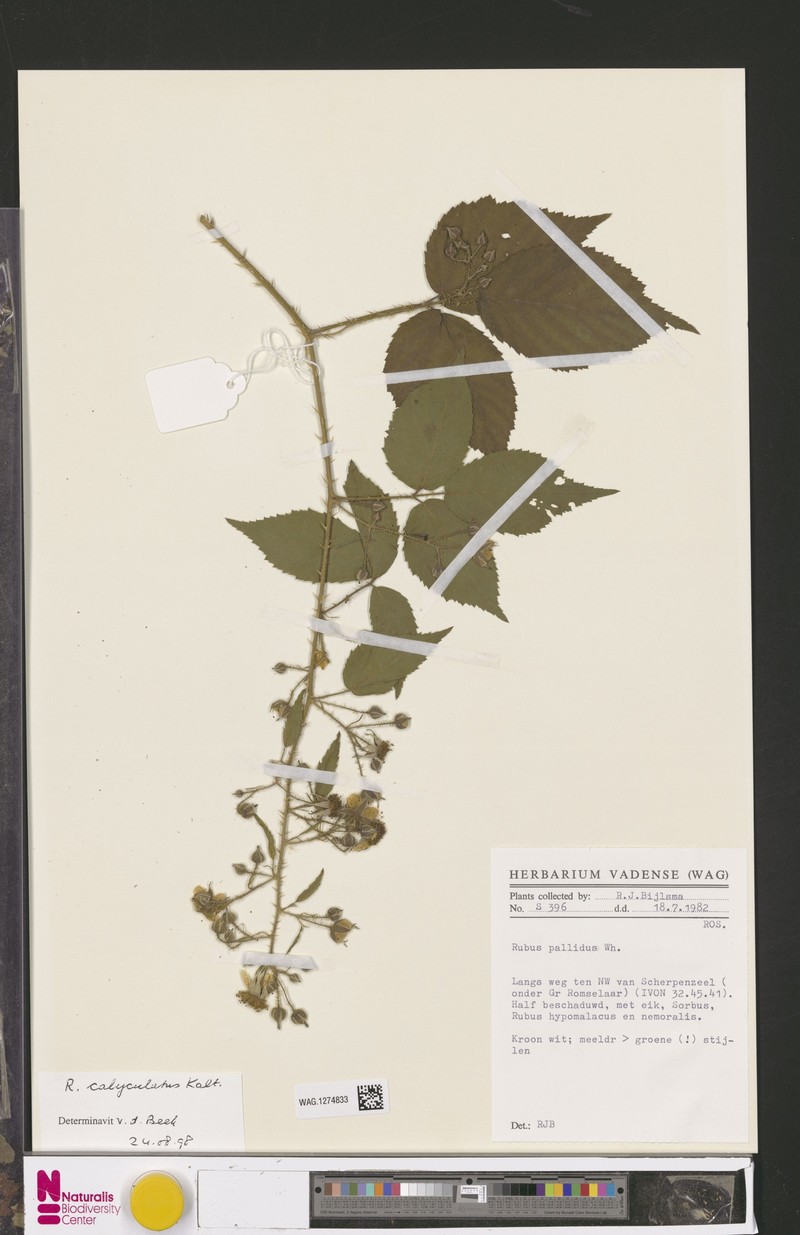 Rubus calyculatus photo 5