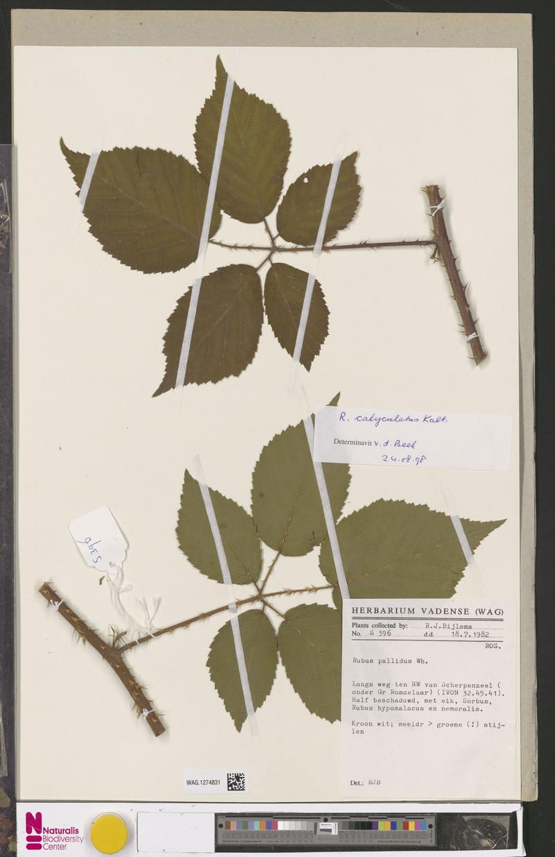 Rubus calyculatus photo 6