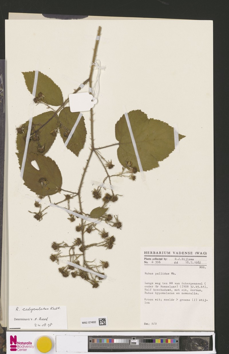 Rubus calyculatus photo 7