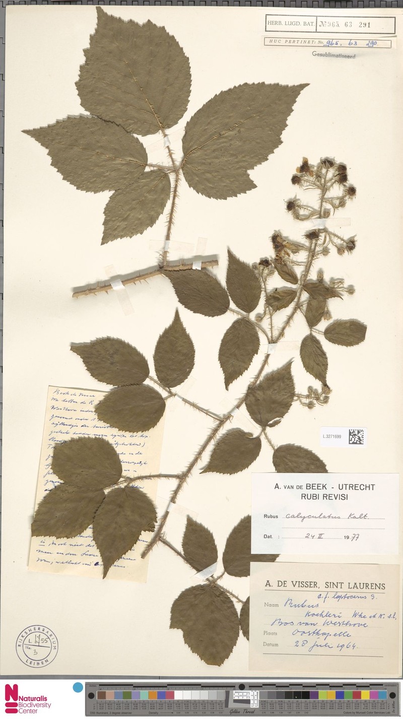 Rubus calyculatus photo 8