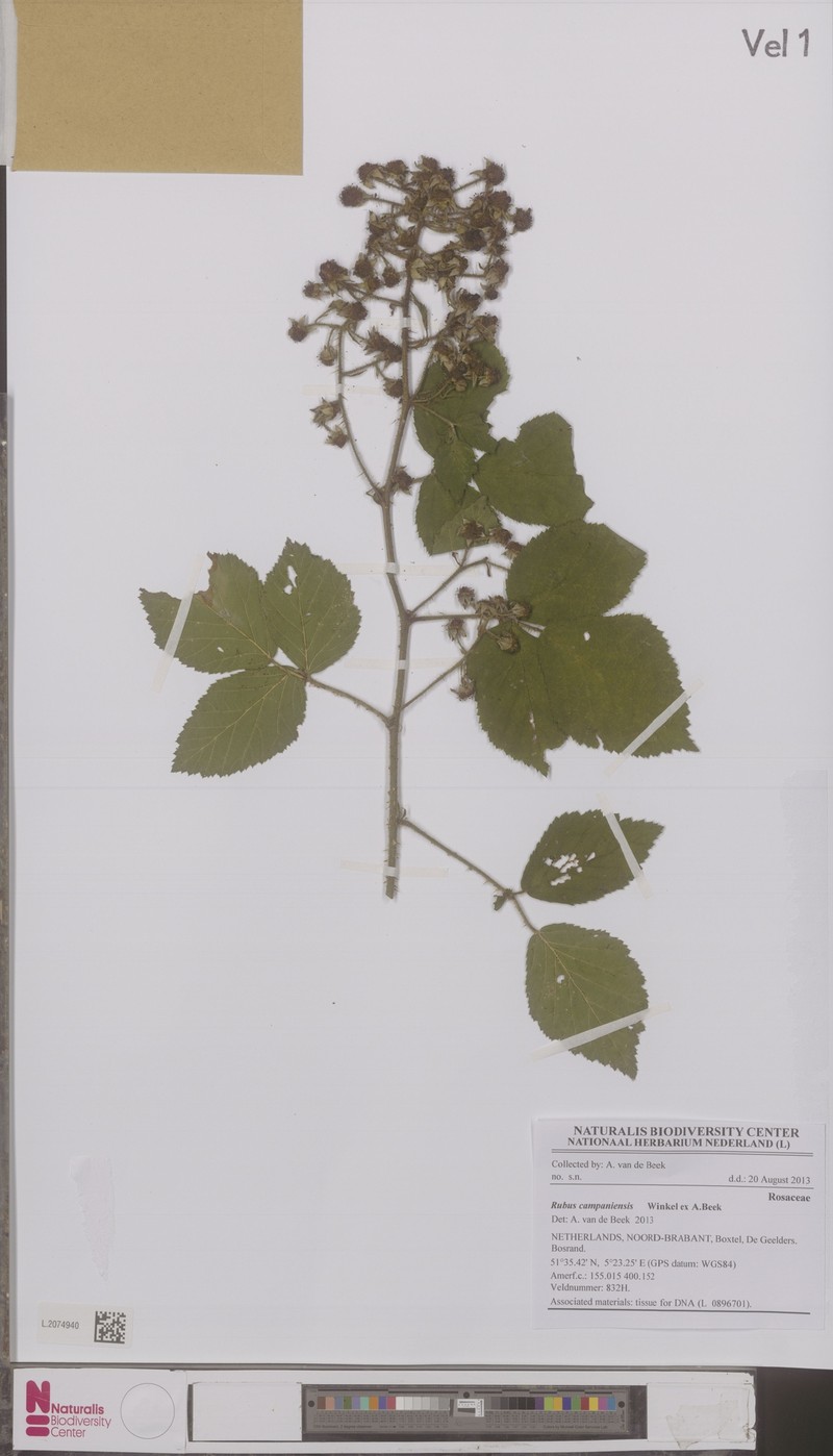 Rubus campaniensis