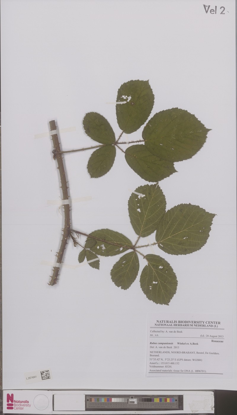 Rubus campaniensis photo 2