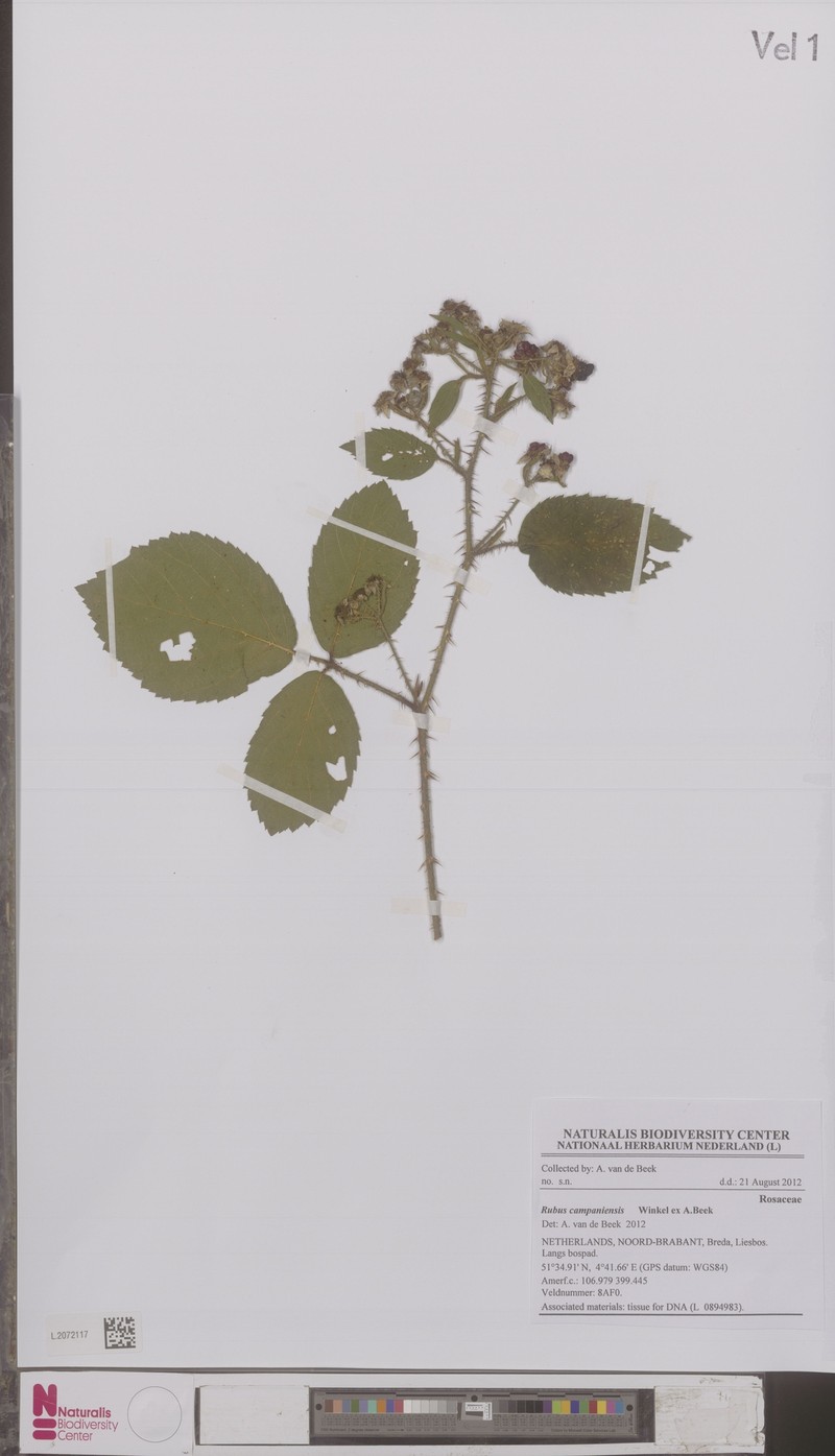 Rubus campaniensis photo 3