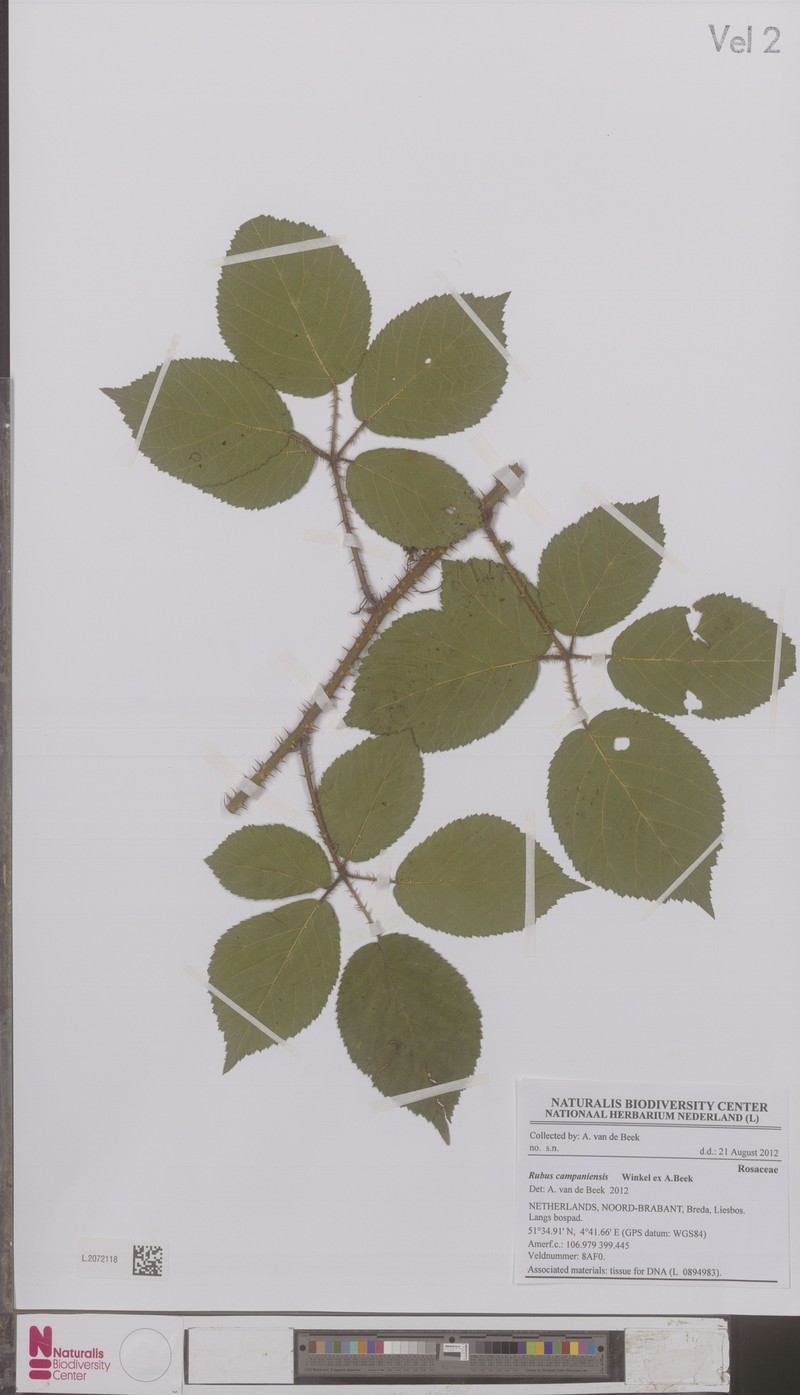 Rubus campaniensis photo 4
