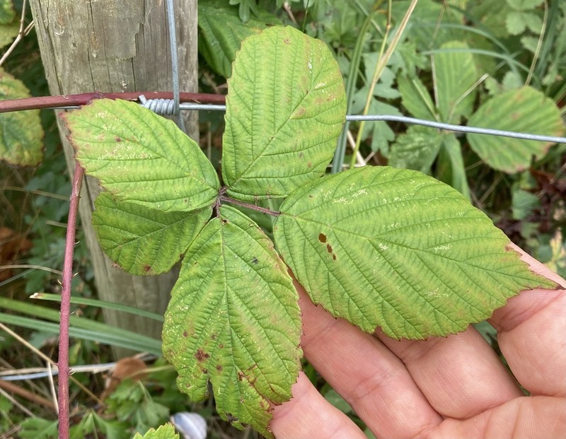 Rubus camptostachys