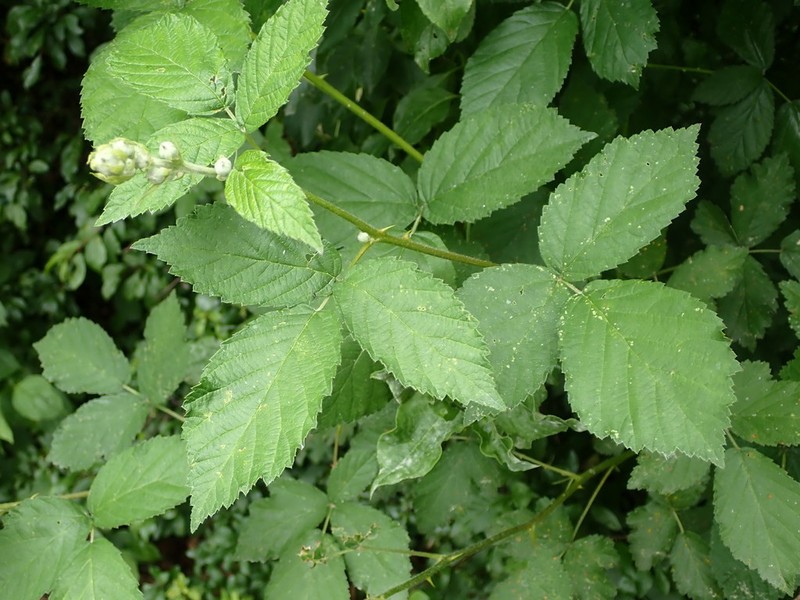 Rubus camptostachys photo 2