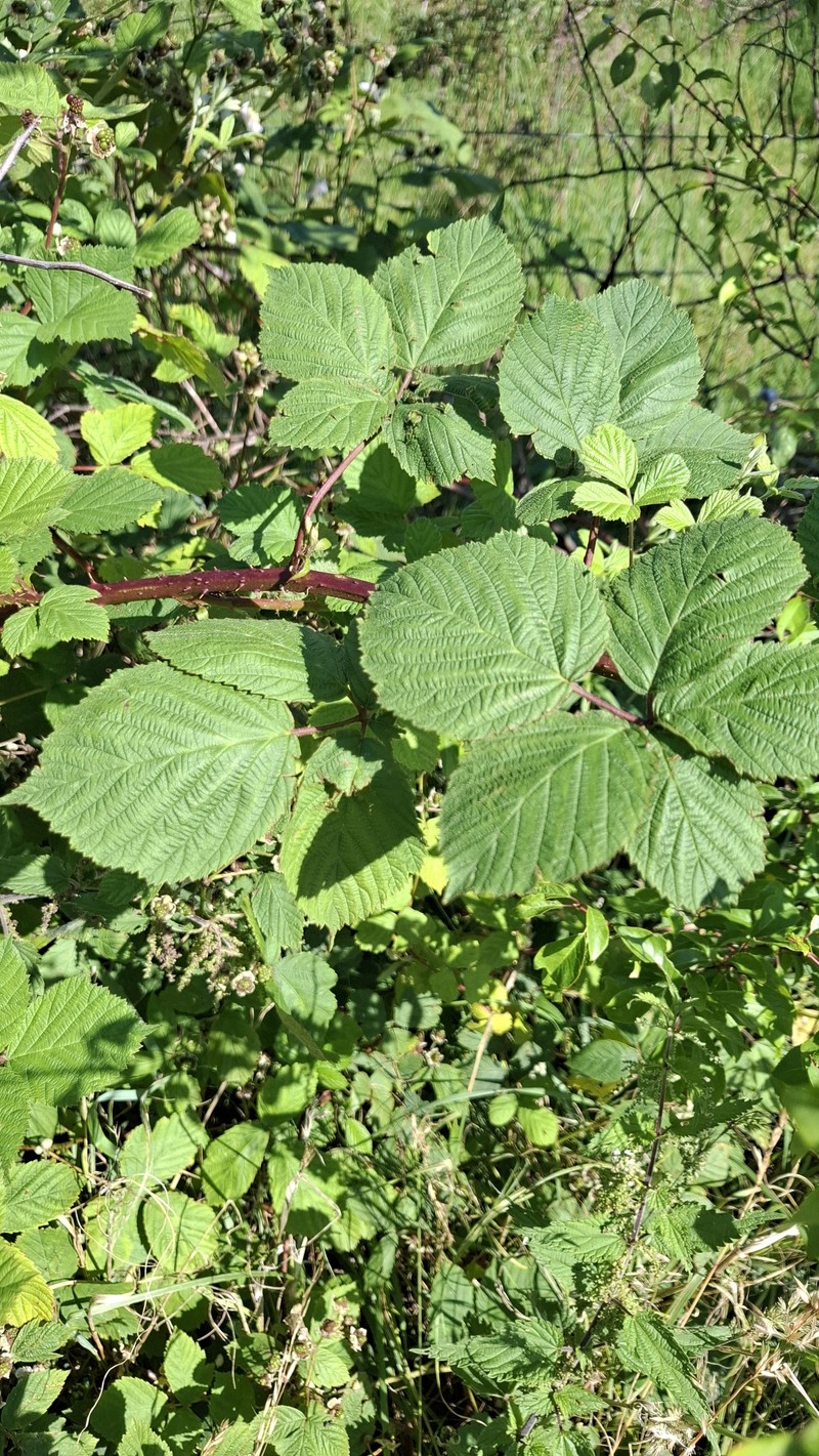 Rubus camptostachys photo 3