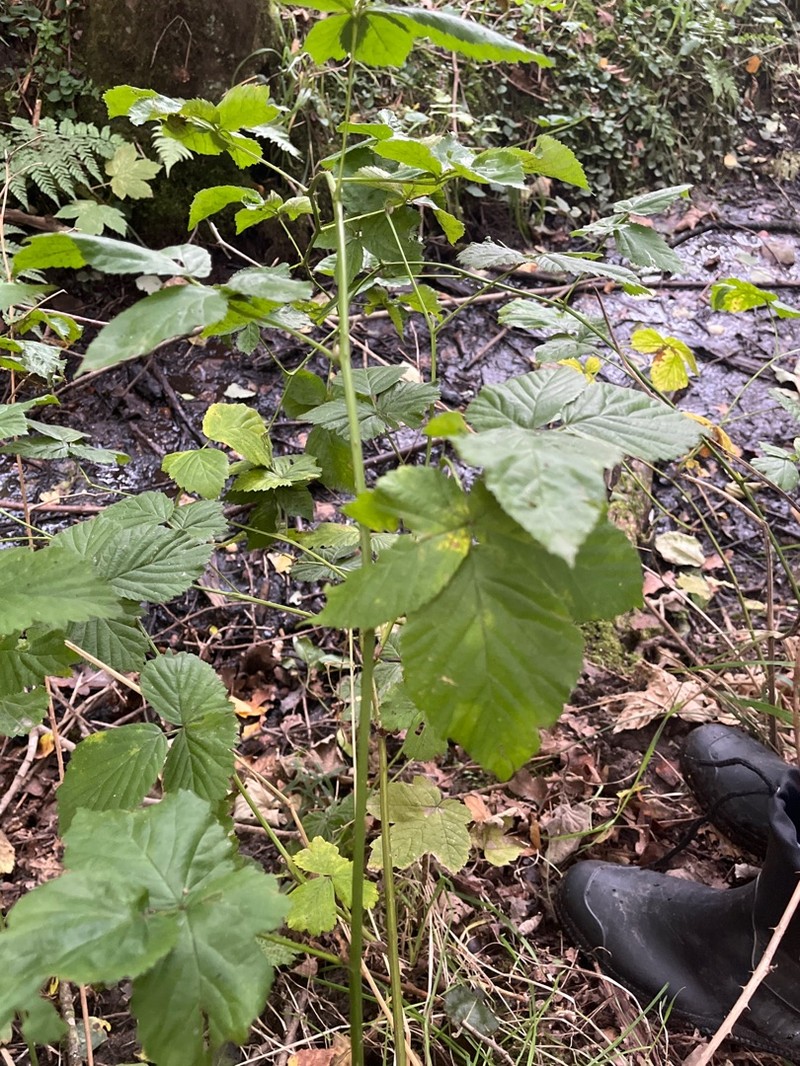 Rubus camptostachys photo 4