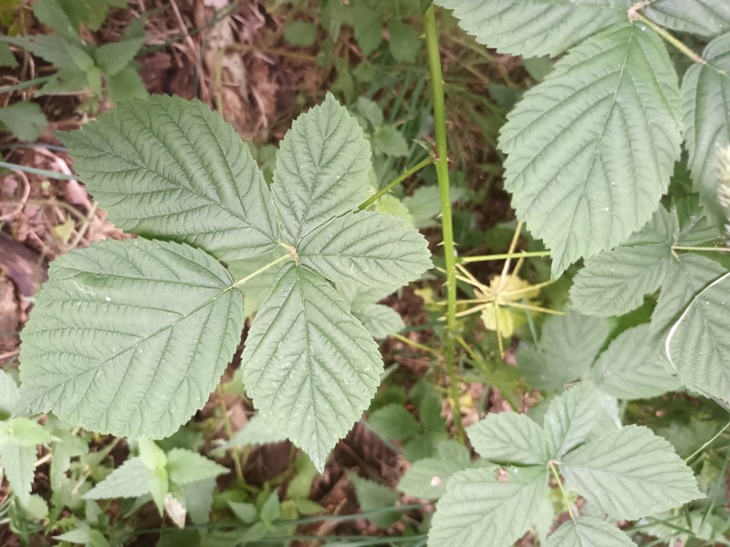 Rubus camptostachys photo 5