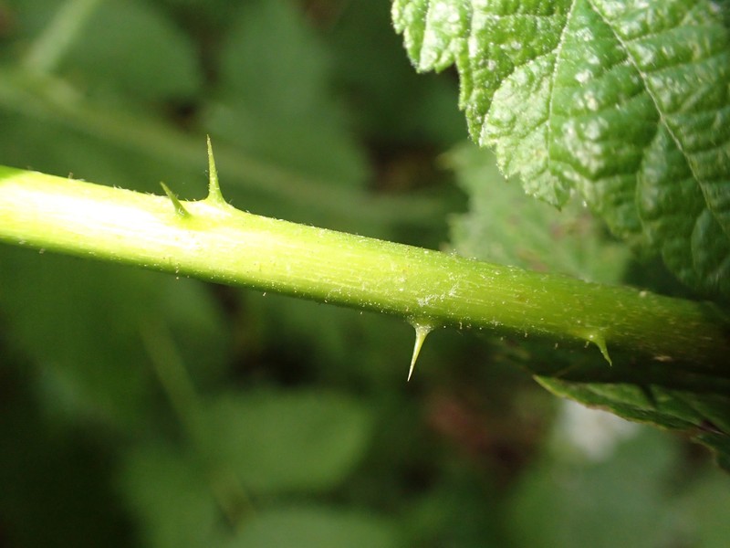 Rubus camptostachys photo 6
