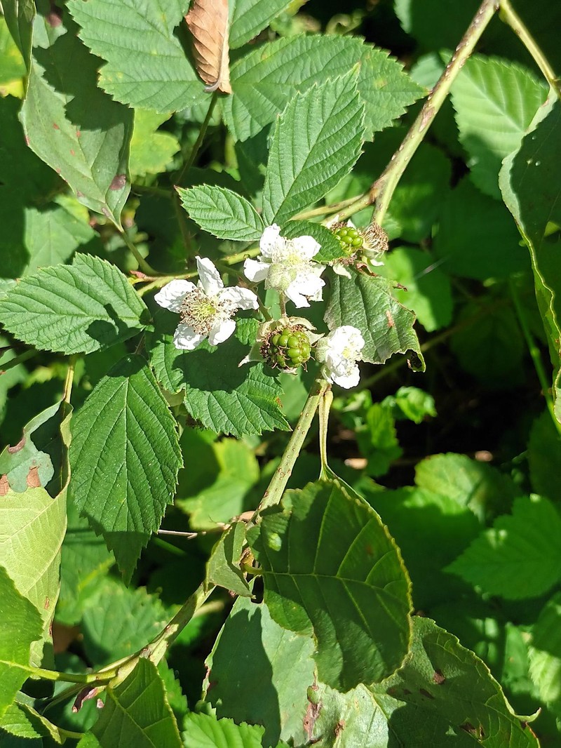 Rubus camptostachys photo 7