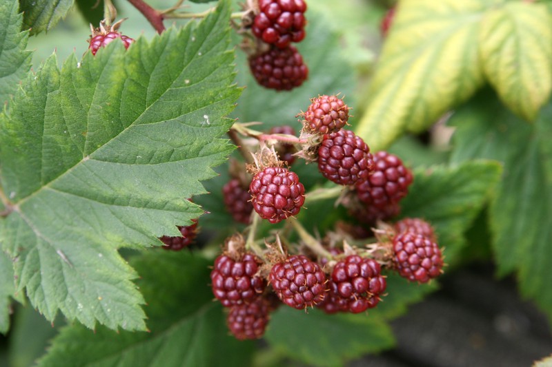 Smooth Blackberry photo 2