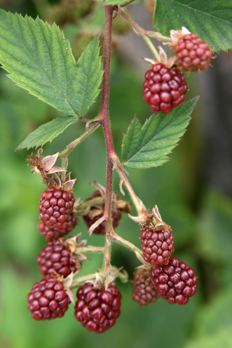 Smooth Blackberry photo 4