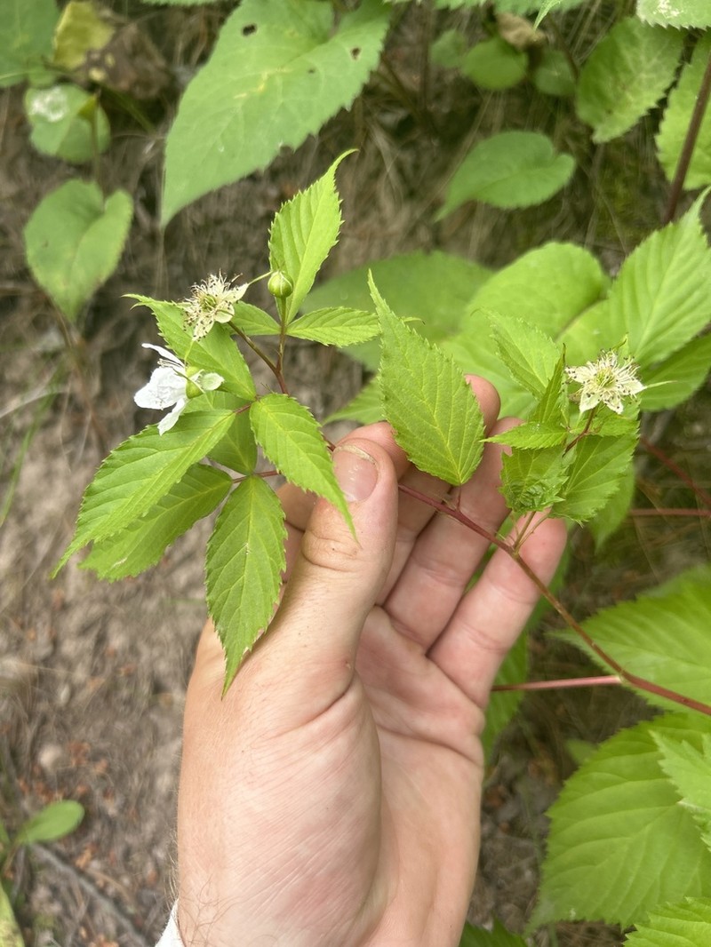Smooth Blackberry photo 7