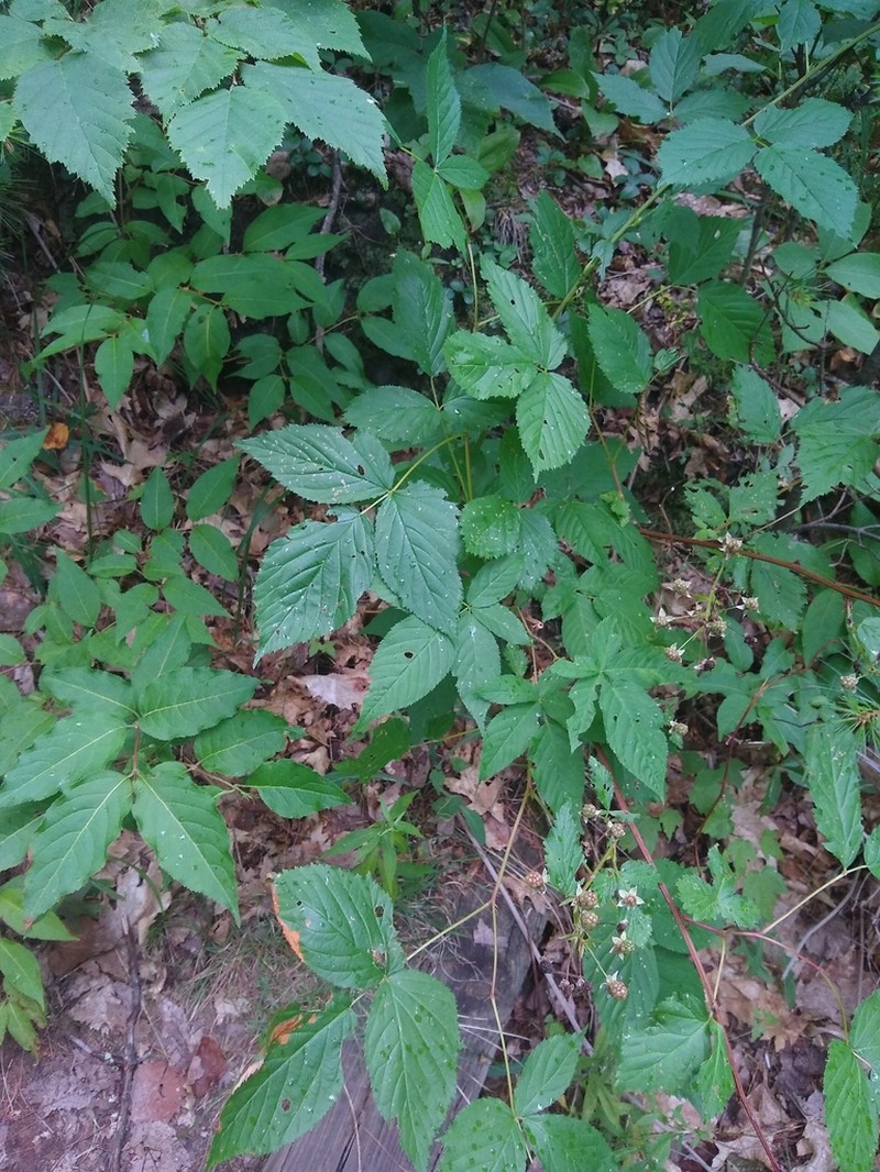 Mountaintop Blackberry photo 7