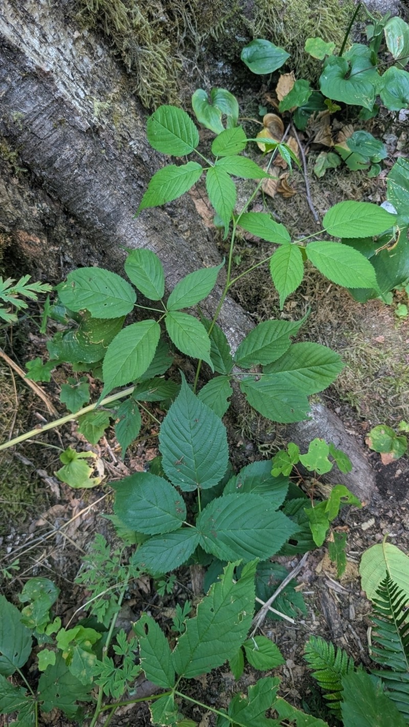 Upland Blackberry photo 4
