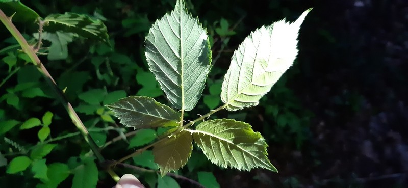 Rubus canaliculatus