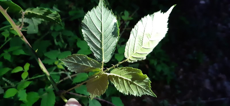 Rubus canaliculatus photo 2