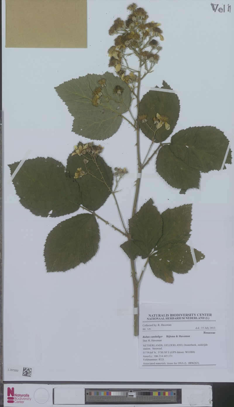 Rubus canduliger