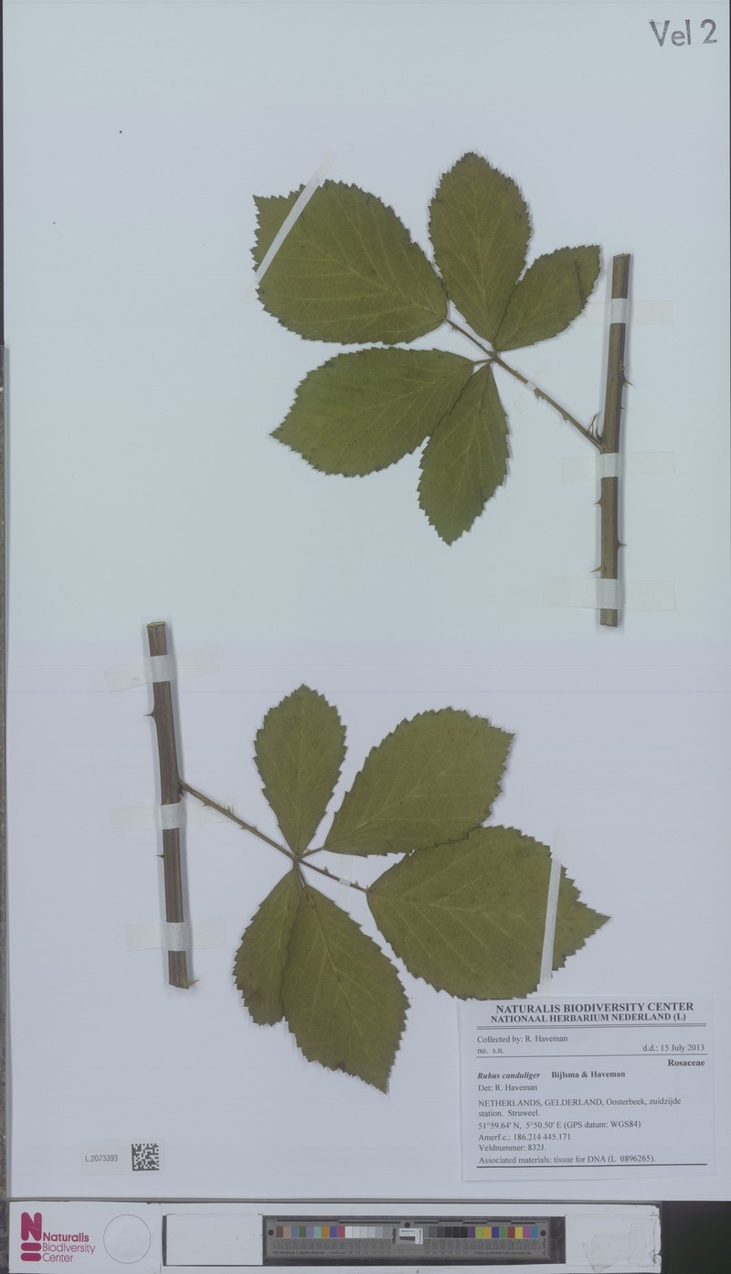 Rubus canduliger photo 2