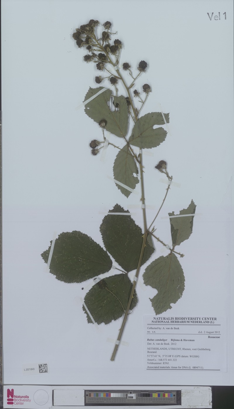 Rubus canduliger photo 3