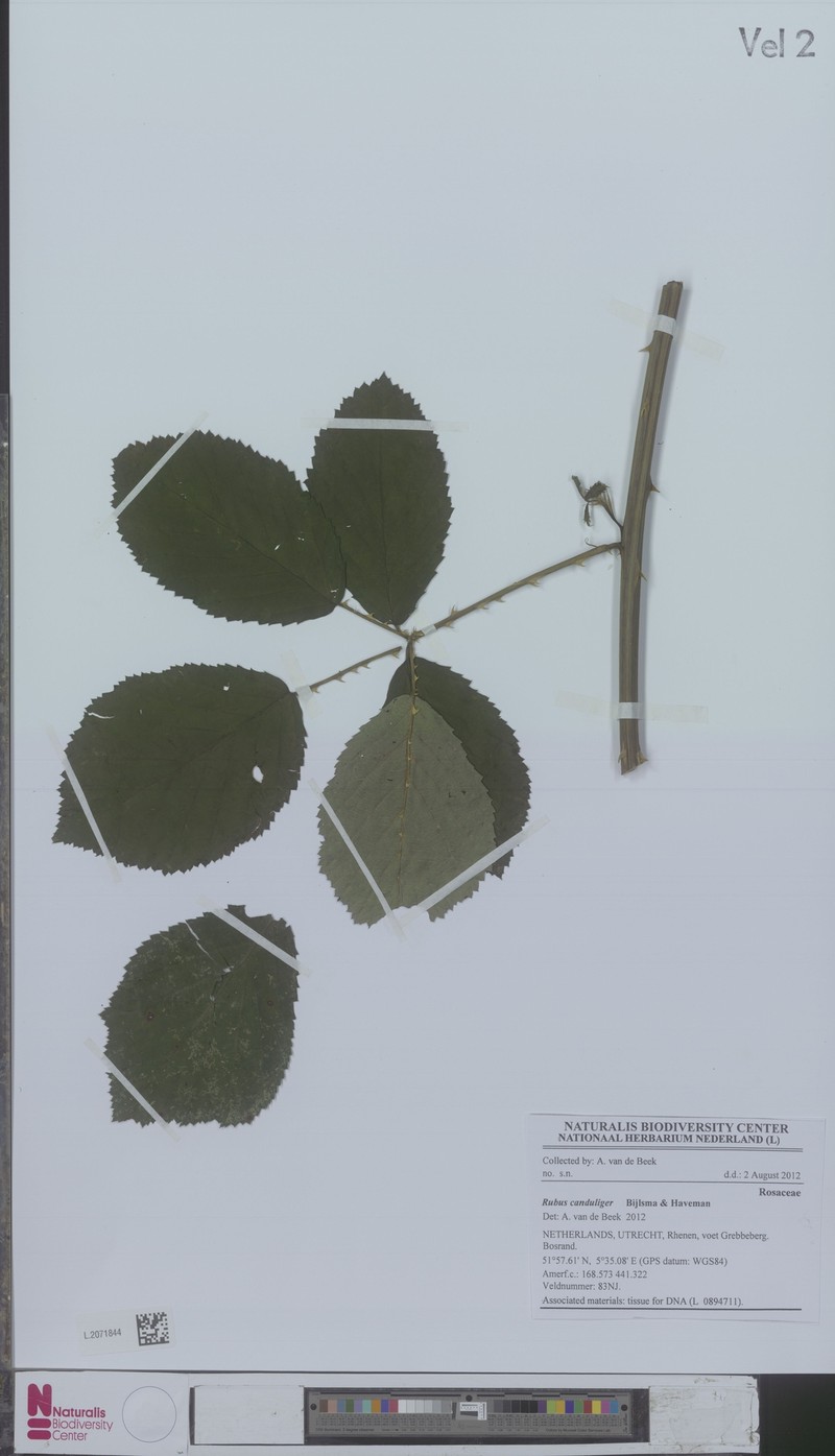 Rubus canduliger photo 4