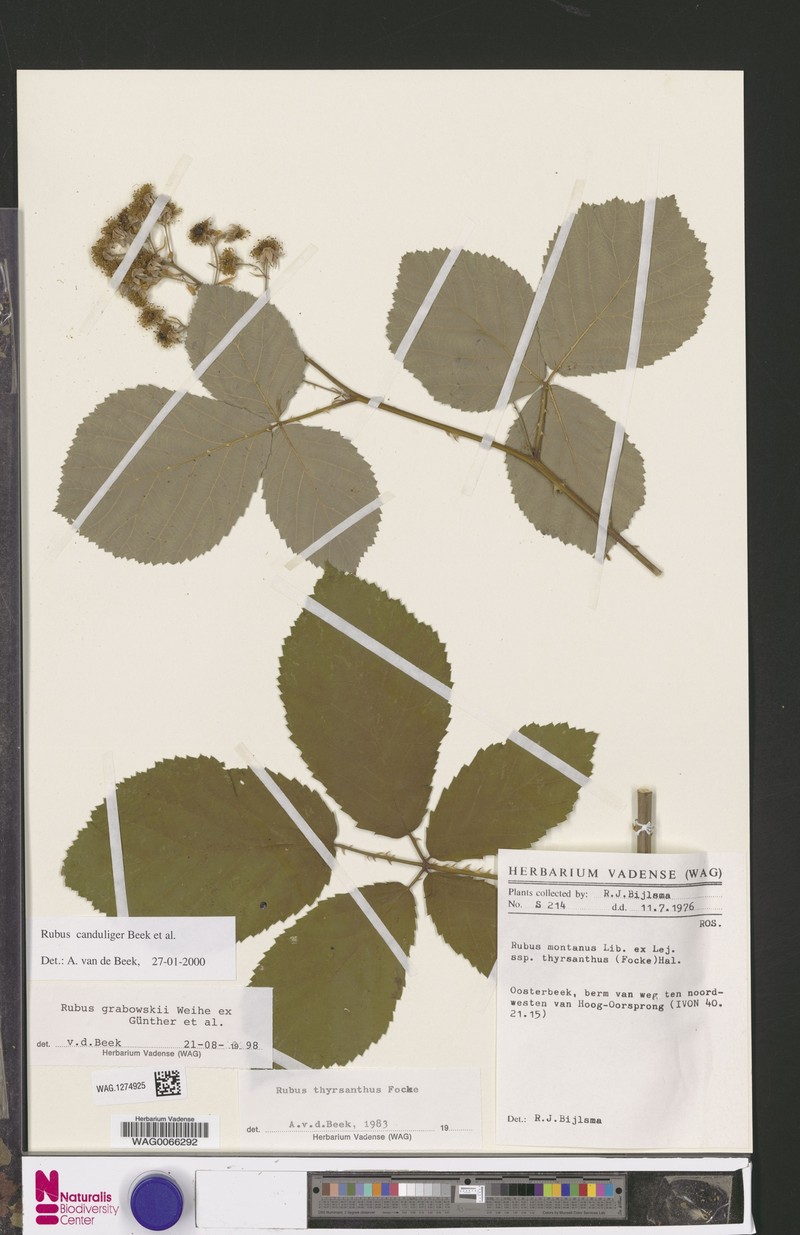 Rubus canduliger photo 5
