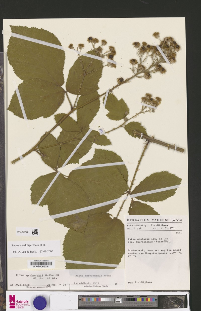 Rubus canduliger photo 6