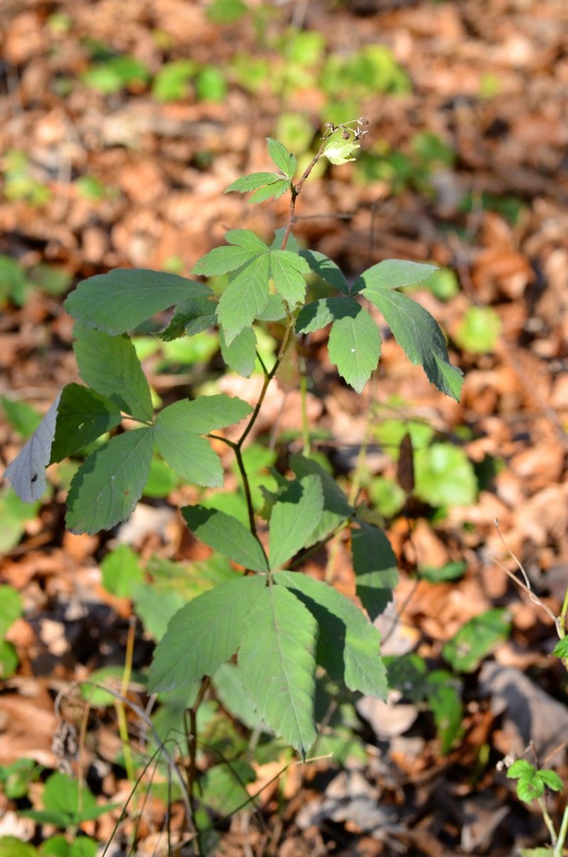 Rubus canescens