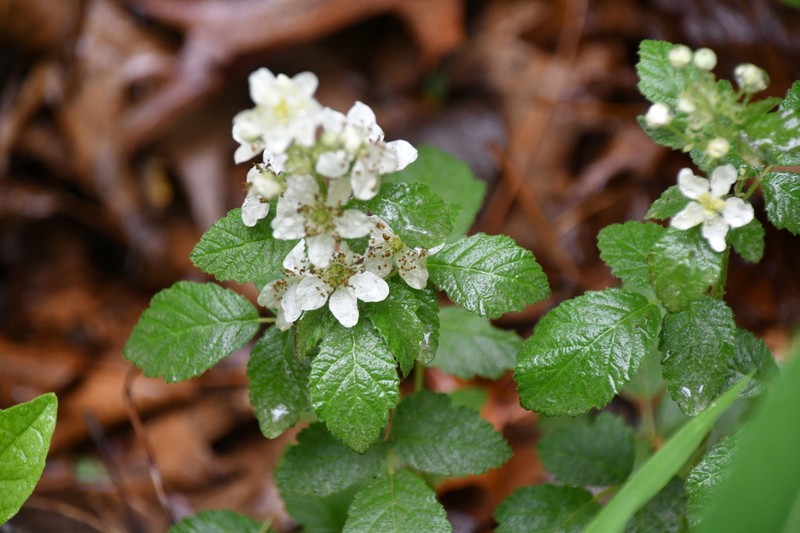 Rubus canescens photo 2