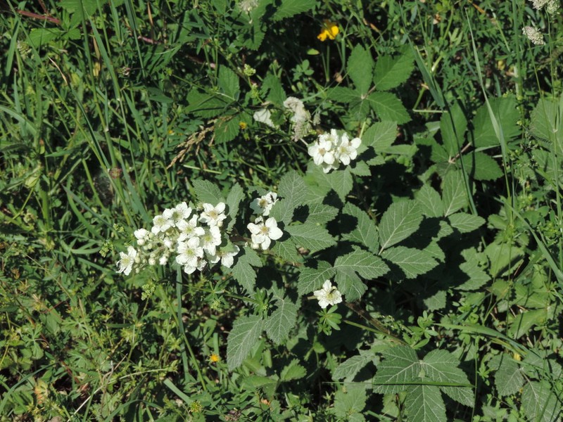 Rubus canescens photo 3