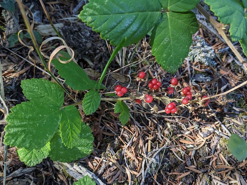 Rubus canescens photo 4