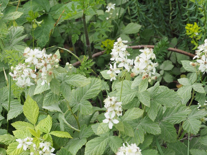 Rubus canescens photo 5
