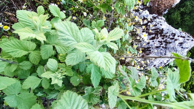 Rubus canescens photo 6