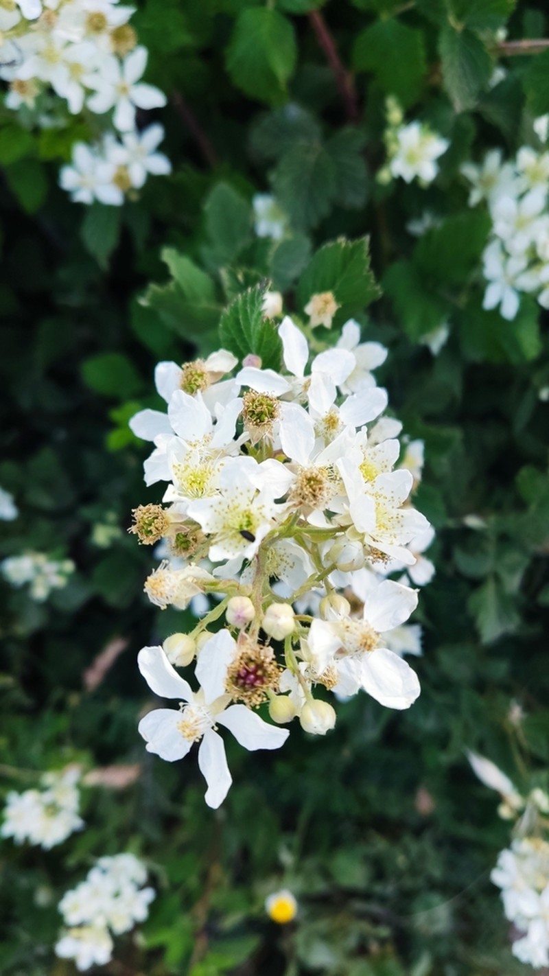 Rubus canescens photo 7